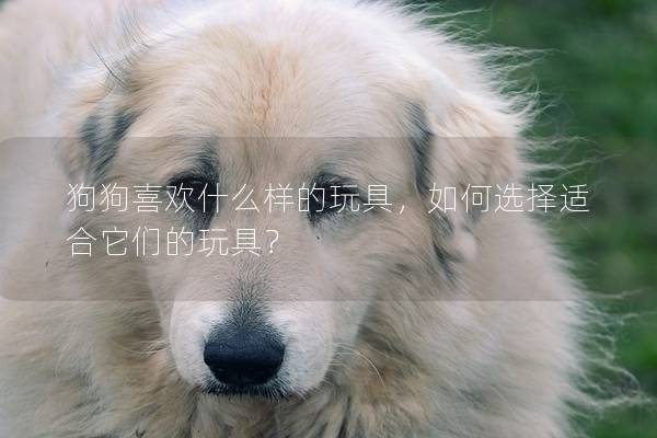 狗狗喜歡什么樣的玩具，如何選擇適合它們的玩具？