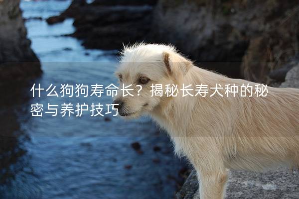 什么狗狗壽命長？揭秘長壽犬種的秘密與養護技巧