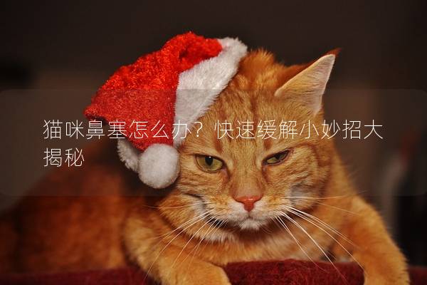 貓咪鼻塞怎么辦？快速緩解小妙招大揭秘