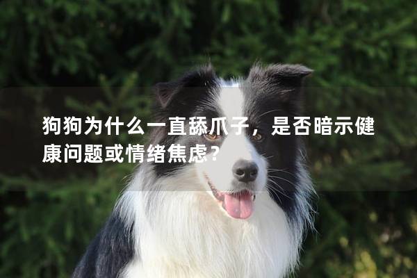 狗狗為什么一直舔爪子，是否暗示健康問題或情緒焦慮？