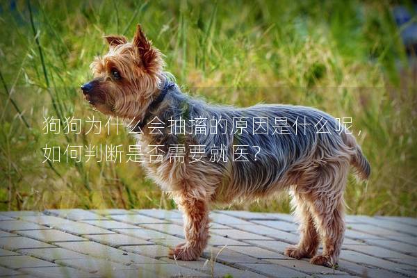 狗狗為什么會抽搐的原因是什么呢，如何判斷是否需要就醫？