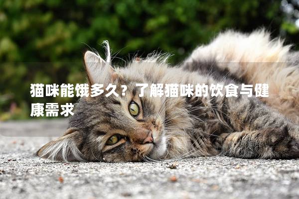 貓咪能餓多久?了解貓咪的飲食與健康需求 貓咪能餓多久?了解貓咪的飲食與健康需求