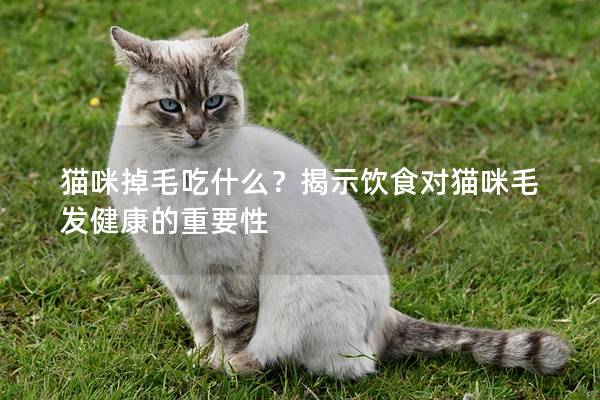 貓咪掉毛吃什么？揭示飲食對貓咪毛發健康的重要性