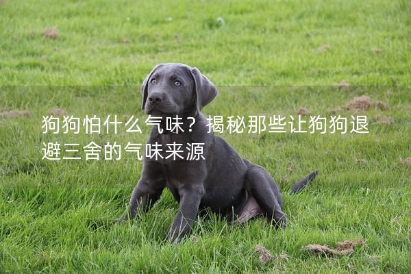 狗狗怕什么氣味？揭秘那些讓狗狗退避三舍的氣味來源