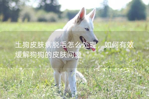 土狗皮膚病脫毛怎么處理，如何有效緩解狗狗的皮膚問(wèn)題
