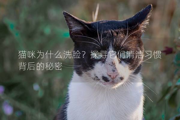 貓咪為什么洗臉？探尋它們清潔習慣背后的秘密