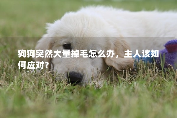 狗狗突然大量掉毛怎么辦,主人該如何應對? 狗狗突然大量掉毛怎么辦,主人該如何應對?