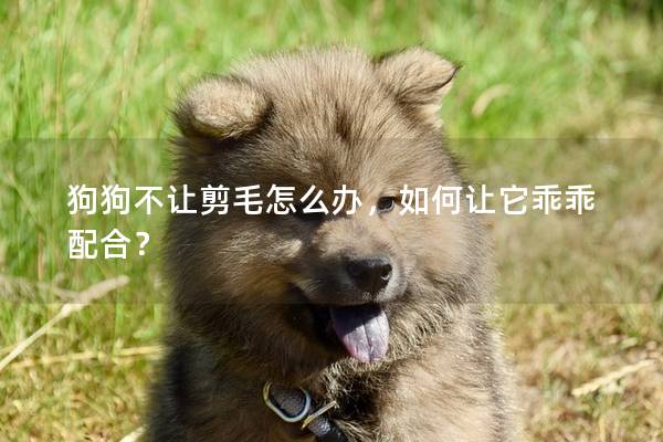 狗狗不讓剪毛怎么辦，如何讓它乖乖配合？