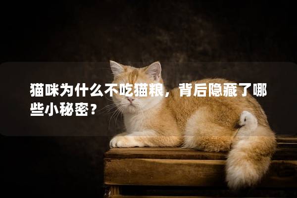 貓咪為什么不吃貓糧，背后隱藏了哪些小秘密？