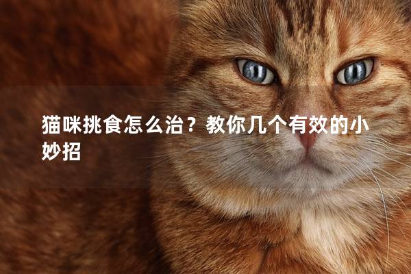 貓咪挑食怎么治？教你幾個有效的小妙招