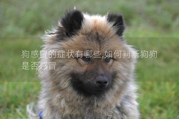 狗感冒的癥狀有哪些,如何判斷狗狗是否感冒