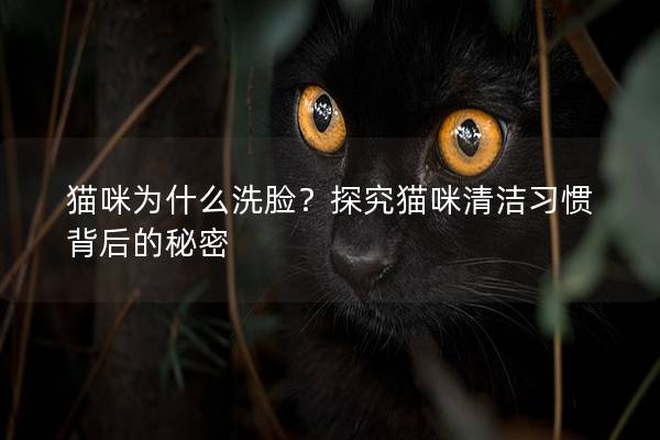 貓咪為什么洗臉？探究貓咪清潔習(xí)慣背后的秘密