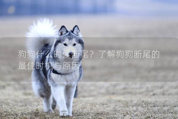 狗狗什么時候斷尾？了解狗狗斷尾的最佳時機與原因