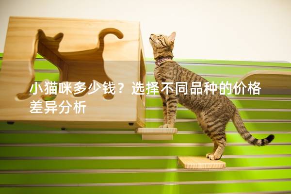 小貓咪多少錢？選擇不同品種的價格差異分析