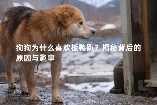 狗狗為什么喜歡板鴨趴？揭秘背后的原因與趣事