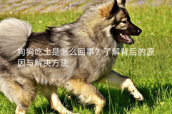 狗狗吃土是怎么回事？了解背后的原因與解決方法