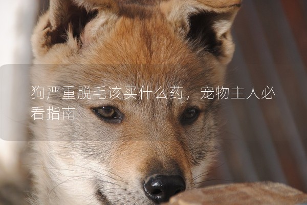 狗嚴(yán)重脫毛該買什么藥,寵物主人必看指南 狗嚴(yán)重脫毛該買什么藥,寵物主人必看指南