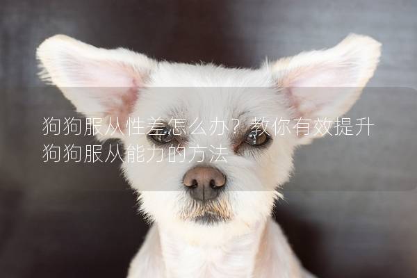 狗狗服從性差怎么辦？教你有效提升狗狗服從能力的方法