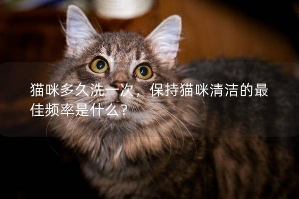 貓咪多久洗一次，保持貓咪清潔的最佳頻率是什么？