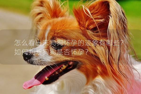 怎么看出來狗狗懷孕的跡象有哪些？如何判斷狗狗是否懷孕？