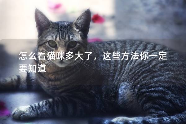 怎么看貓咪多大了，這些方法你一定要知道