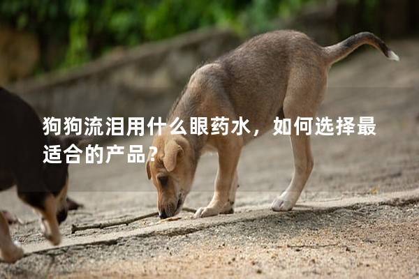 狗狗流淚用什么眼藥水,如何選擇最適合的產品? 狗狗流淚用什么眼藥水,如何選擇最適合的產品?