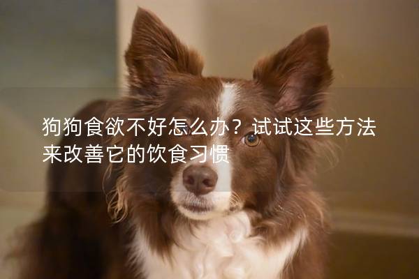 狗狗食欲不好怎么辦？試試這些方法來(lái)改善它的飲食習(xí)慣