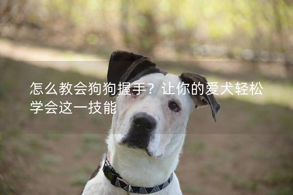 怎么教會狗狗握手？讓你的愛犬輕松學會這一技能