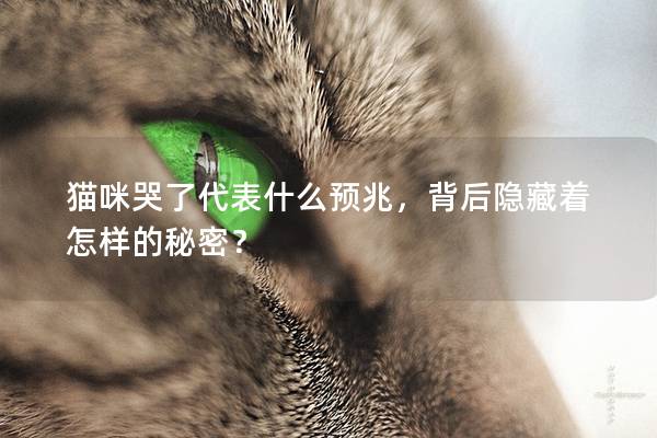 貓咪哭了代表什么預兆，背后隱藏著怎樣的秘密？