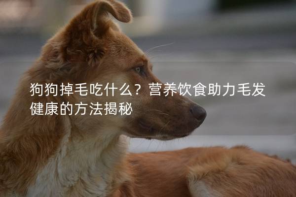 狗狗掉毛吃什么？營(yíng)養(yǎng)飲食助力毛發(fā)健康的方法揭秘