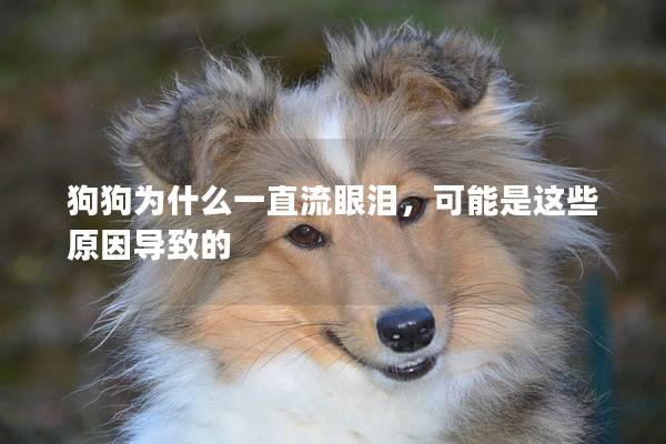 狗狗為什么一直流眼淚，可能是這些原因?qū)е碌?></em><p>狗狗為什么一直流眼淚，可能是這些原因?qū)е碌?/p><span>2025-02-21</span></a></li><li><a title=