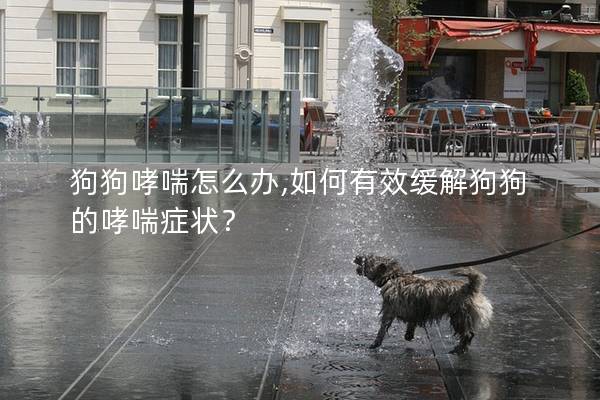狗狗哮喘怎么辦,如何有效緩解狗狗的哮喘癥狀？