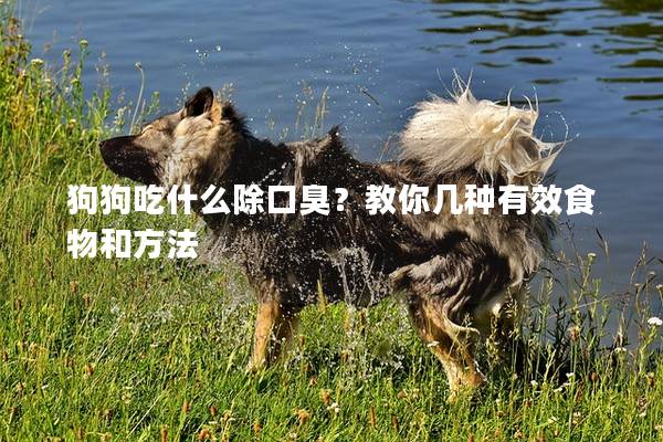 狗狗吃什么除口臭？教你幾種有效食物和方法