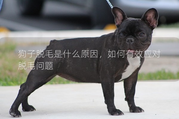狗子脫毛是什么原因，如何有效應對脫毛問題