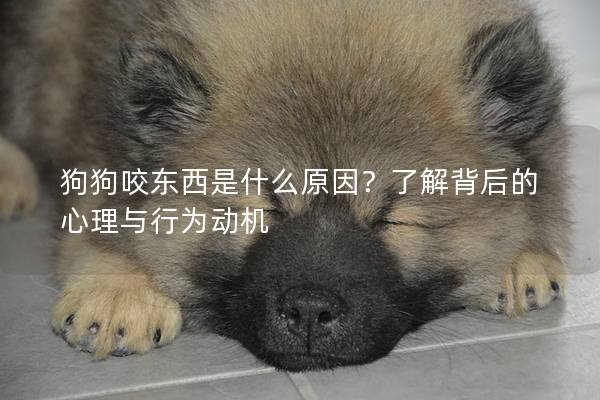 狗狗咬東西是什么原因？了解背后的心理與行為動機