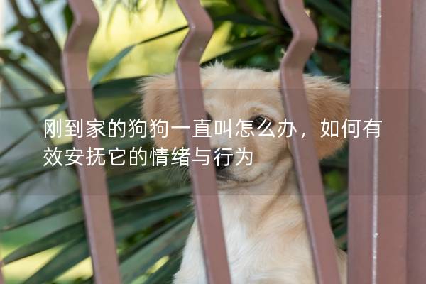 剛到家的狗狗一直叫怎么辦，如何有效安撫它的情緒與行為
