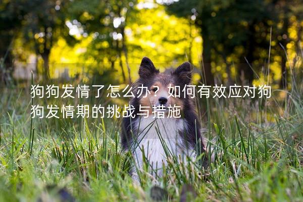狗狗發情了怎么辦？如何有效應對狗狗發情期的挑戰與措施