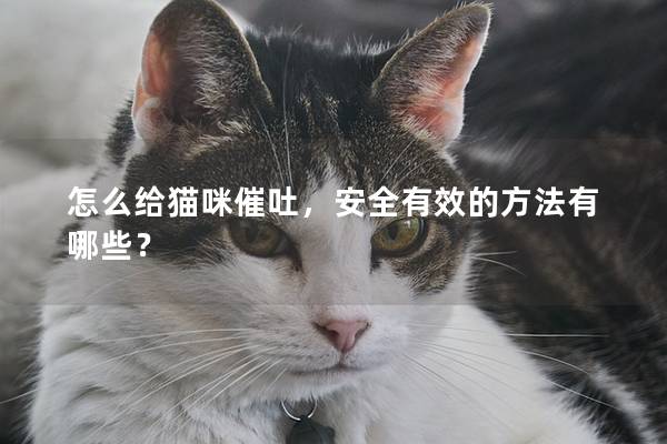怎么給貓咪催吐，安全有效的方法有哪些？