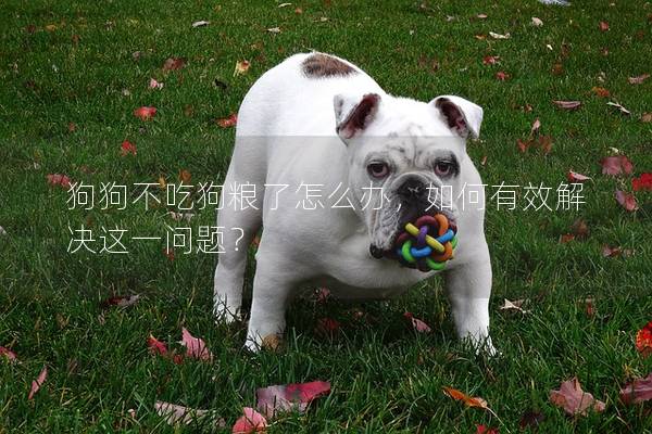 狗狗不吃狗糧了怎么辦，如何有效解決這一問題？