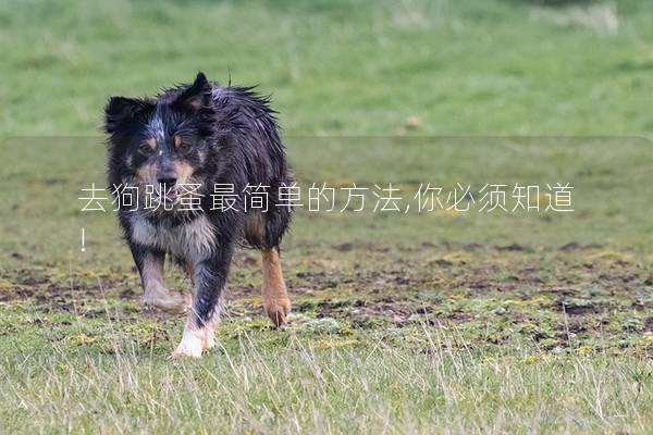 去狗跳蚤最簡單的方法,你必須知道! 去狗跳蚤最簡單的方法,你必須知道!