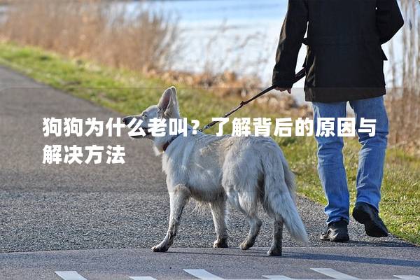 狗狗為什么老叫？了解背后的原因與解決方法