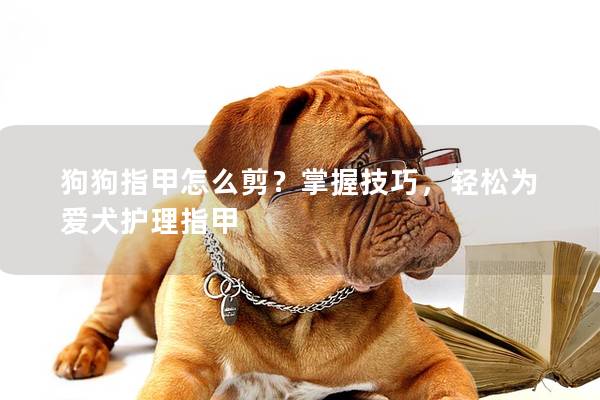 狗狗指甲怎么剪？掌握技巧，輕松為愛犬護理指甲