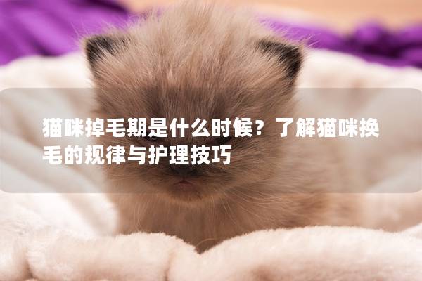貓咪掉毛期是什么時候？了解貓咪換毛的規律與護理技巧