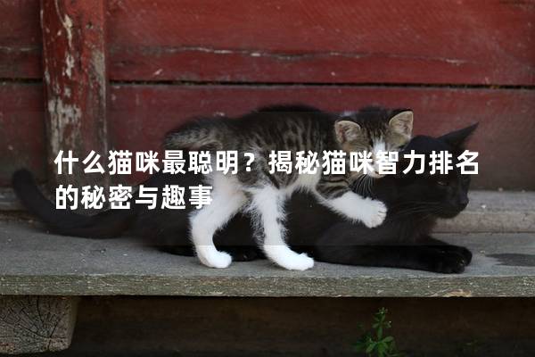 什么貓咪最聰明？揭秘貓咪智力排名的秘密與趣事