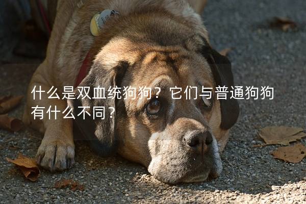 什么是雙血統狗狗？它們與普通狗狗有什么不同？