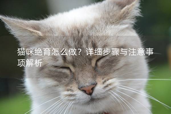 貓咪絕育怎么做？詳細步驟與注意事項解析