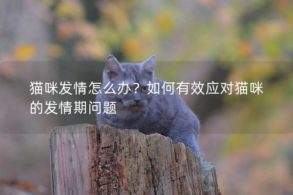 貓咪發情怎么辦？如何有效應對貓咪的發情期問題
