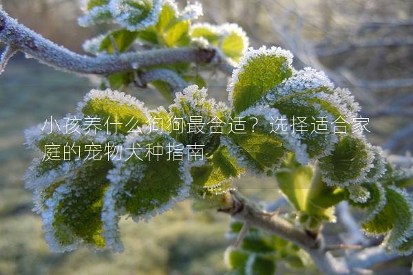 小孩養什么狗狗最合適？選擇適合家庭的寵物犬種指南