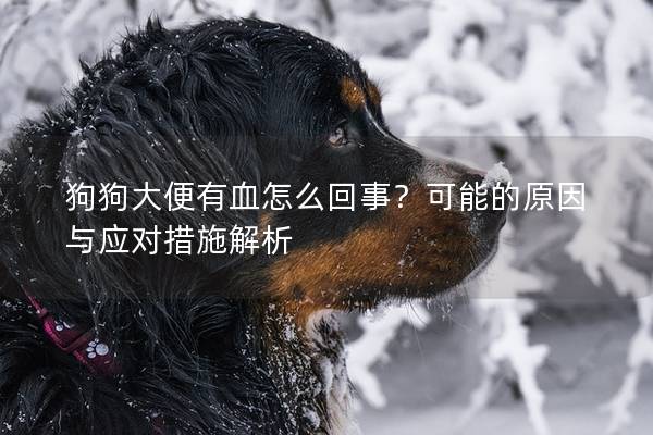 狗狗大便有血怎么回事？可能的原因與應(yīng)對措施解析
