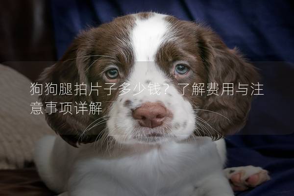 狗狗腿拍片子多少錢？了解費用與注意事項詳解